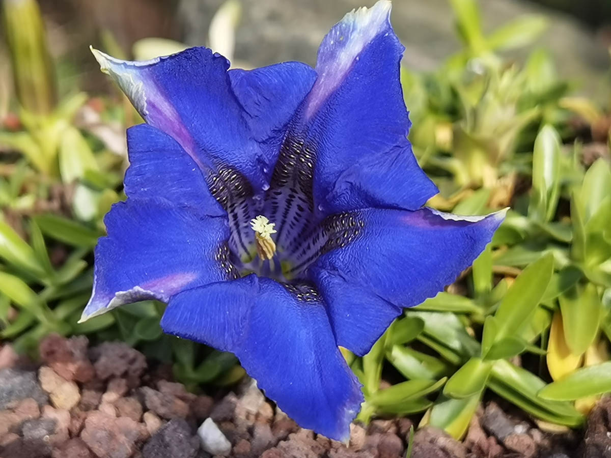 Gentiana acaulis